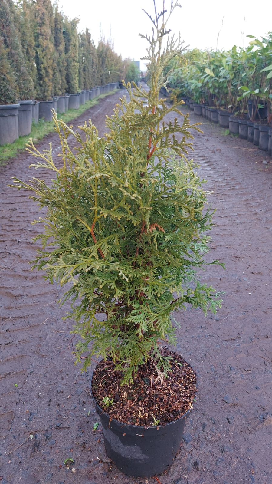 Туя западная Колумна